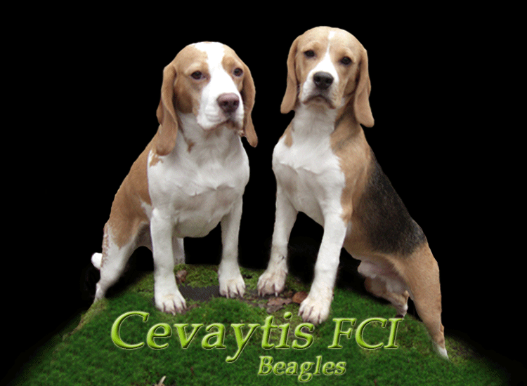 Hodowla Beagle - Cevaytis Beagles FCI, szczenięta, puppies, welpen