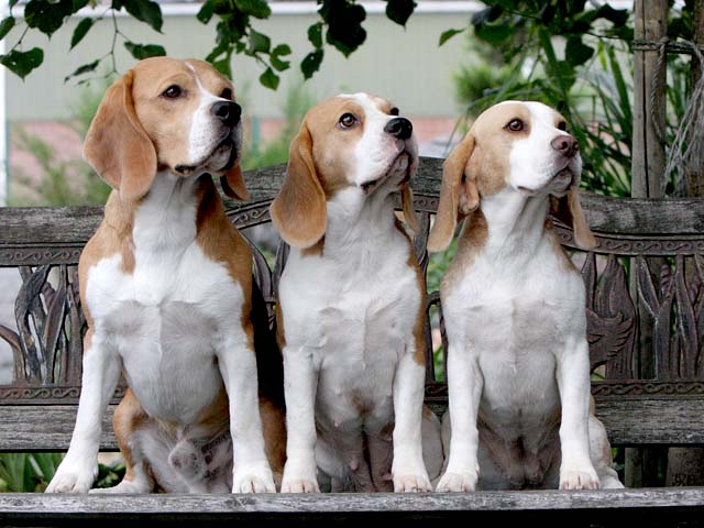 Welpen - Zucht Beagle Cevaytis Beagles FCI